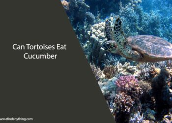 Can Tortoises Eat Cucumber