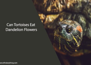 Can Tortoises Eat Dandelion Flowers