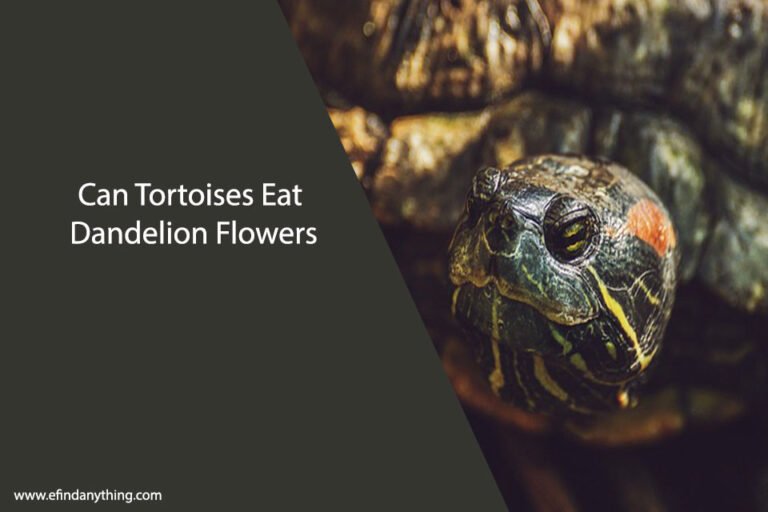 Can Tortoises Eat Dandelion Flowers
