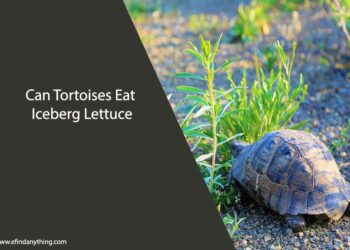 Can Tortoises Eat Iceberg Lettuce