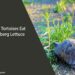 Can Tortoises Eat Iceberg Lettuce