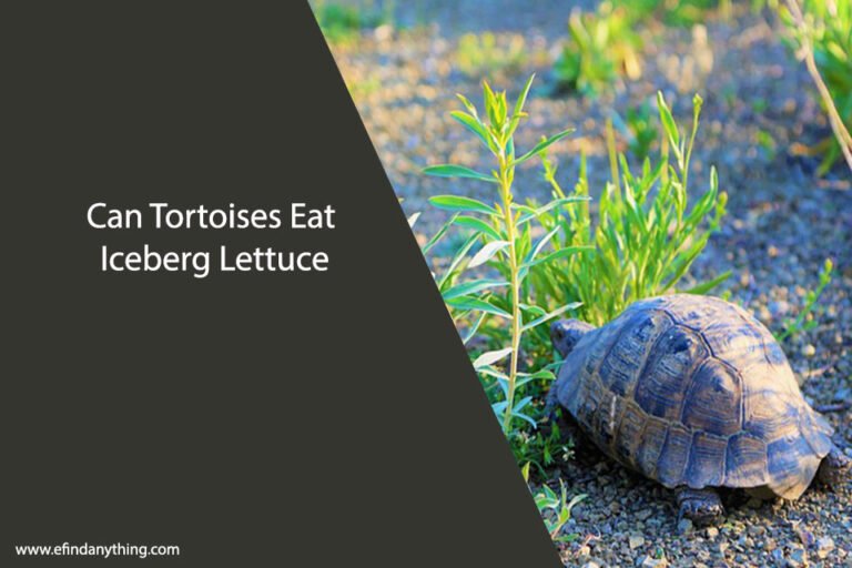 Can Tortoises Eat Iceberg Lettuce