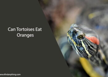 Can Tortoises Eat Oranges
