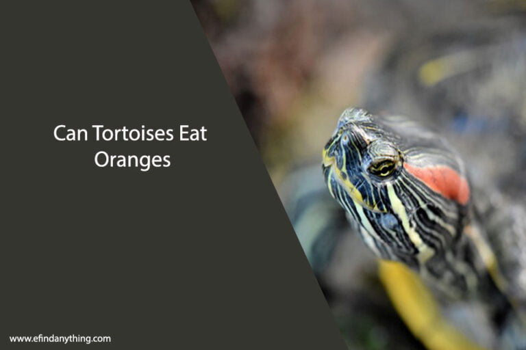 Can Tortoises Eat Oranges