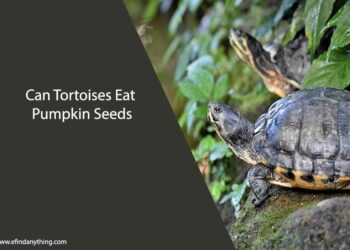 Can Tortoises Eat Pumpkin Seeds