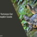 Can Tortoises Eat Pumpkin Seeds