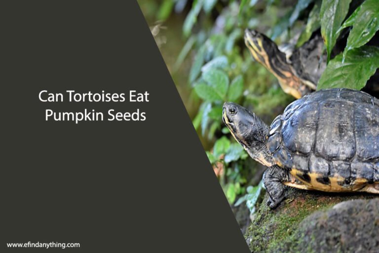 Can Tortoises Eat Pumpkin Seeds
