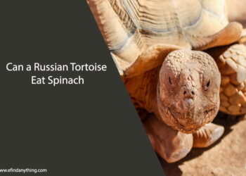 Can a Russian Tortoise Eat Spinach