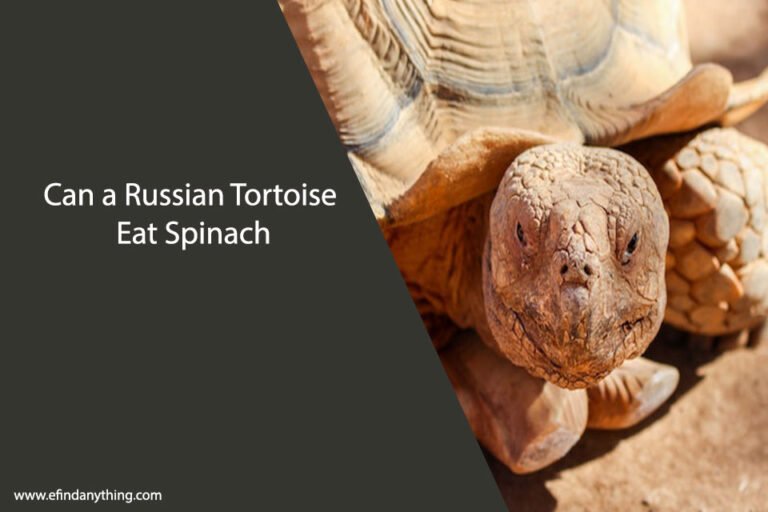 Can a Russian Tortoise Eat Spinach