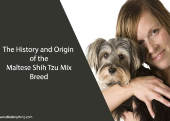 Maltese Shih Tzu Mix Breed