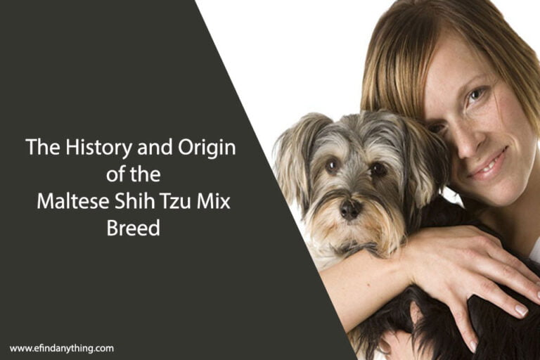 Maltese Shih Tzu Mix Breed