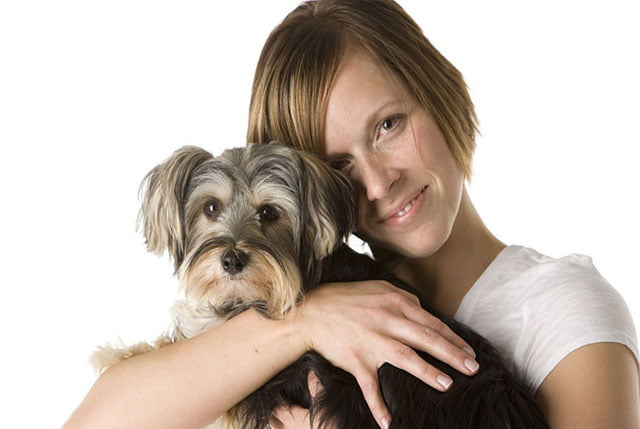 Maltese Shih Tzu Mix Breed
