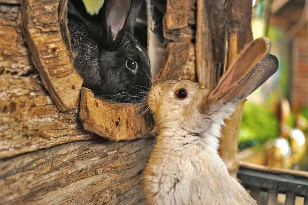 Rabbit Hutch