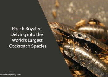 Delving into the World's Largest Cockroach Species
