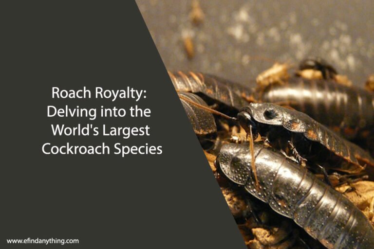 Delving into the World's Largest Cockroach Species