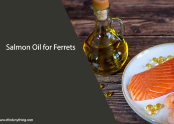 Salmon Oil for Ferrets