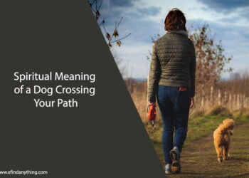 Spiritual Meaning of a Dog Crossing Your Path