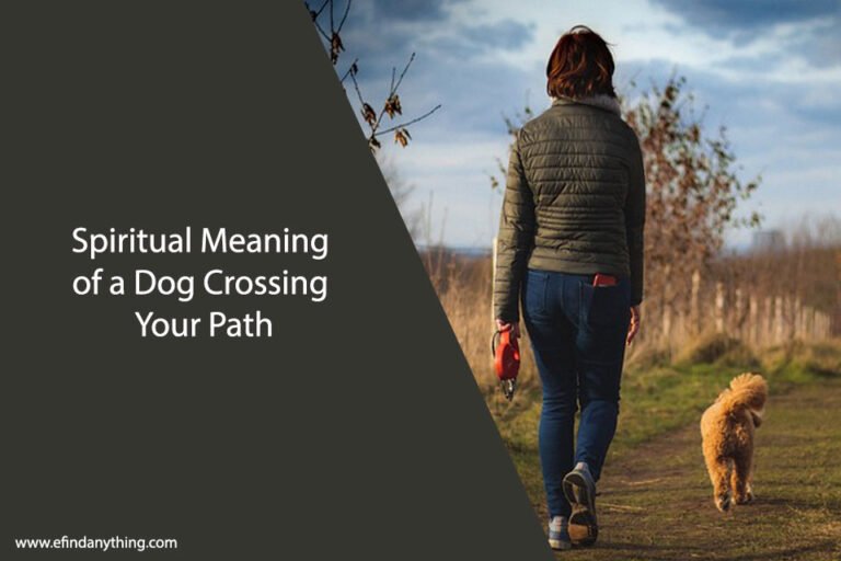Spiritual Meaning of a Dog Crossing Your Path