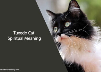 Tuxedo Cat Spiritual Meaning