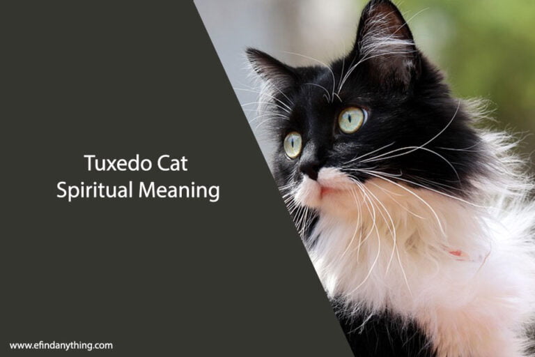 Tuxedo Cat Spiritual Meaning