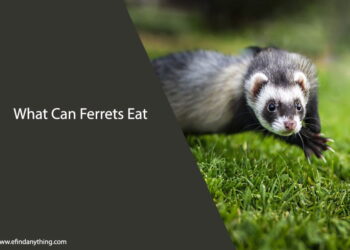 What Can Ferrets Eat