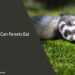 What Can Ferrets Eat