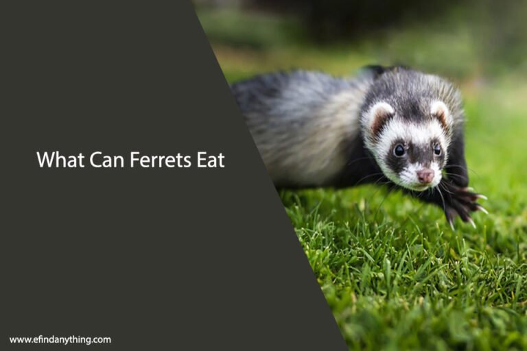 What Can Ferrets Eat