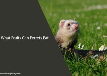 What Fruits Can Ferrets Eat