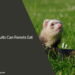 What Fruits Can Ferrets Eat