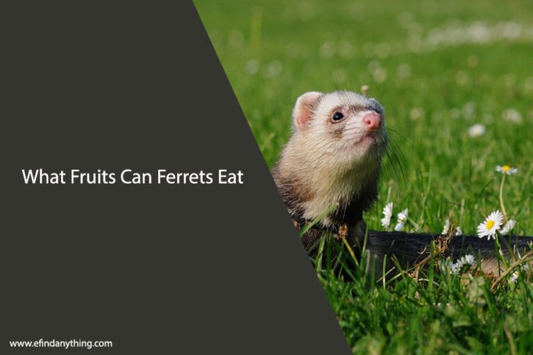 What Fruits Can Ferrets Eat