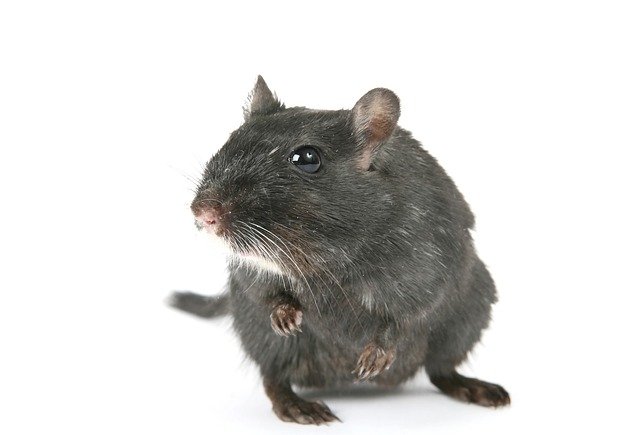 Can Rats Eat Cinnamon
