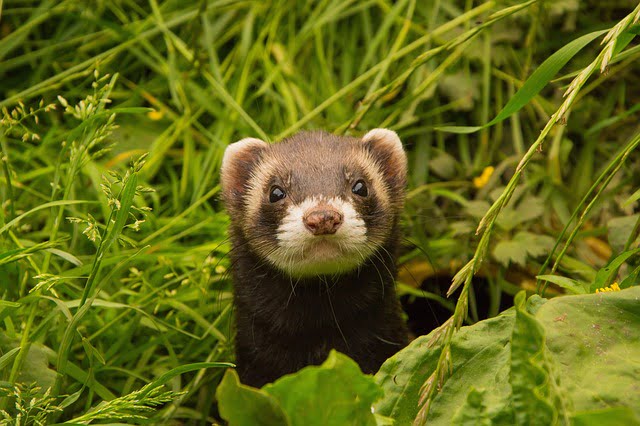 Can Ferrets Eat Hot Dogs