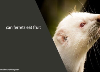 can ferrets eat fruit