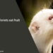 can ferrets eat fruit