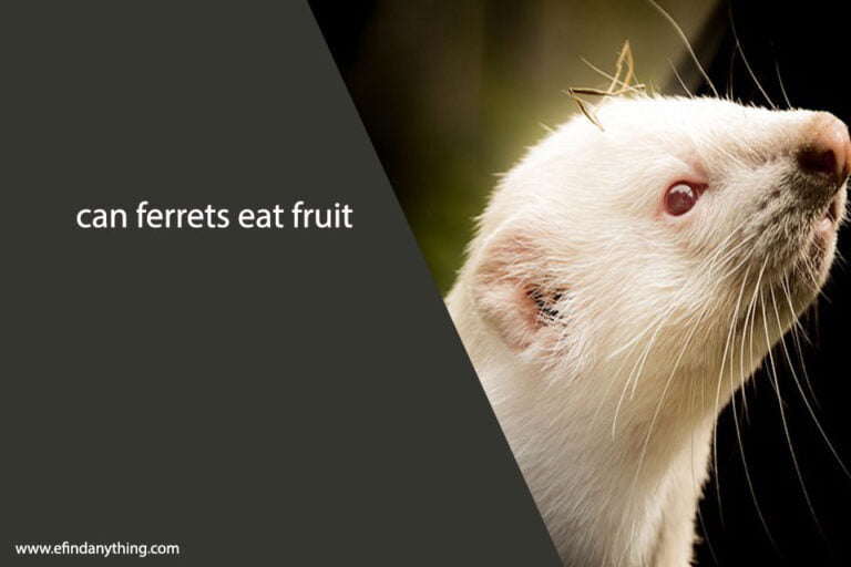 can ferrets eat fruit