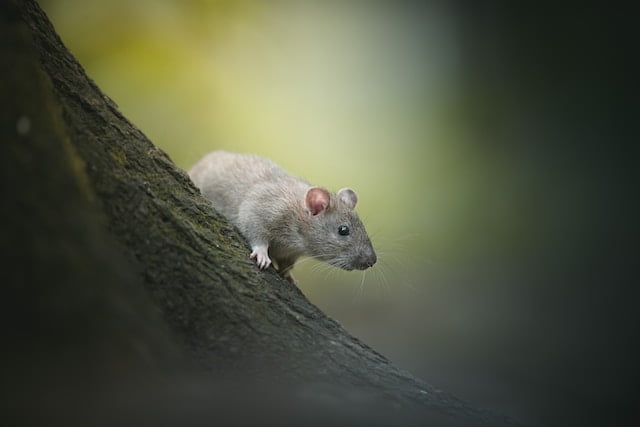 Can Rats Eat Green Onions