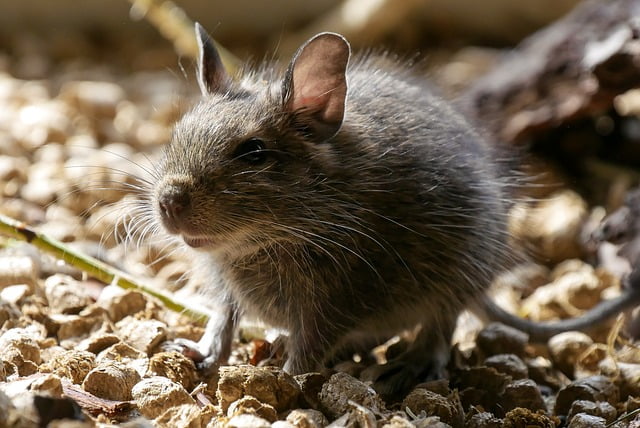 Can Rats Eat Grass