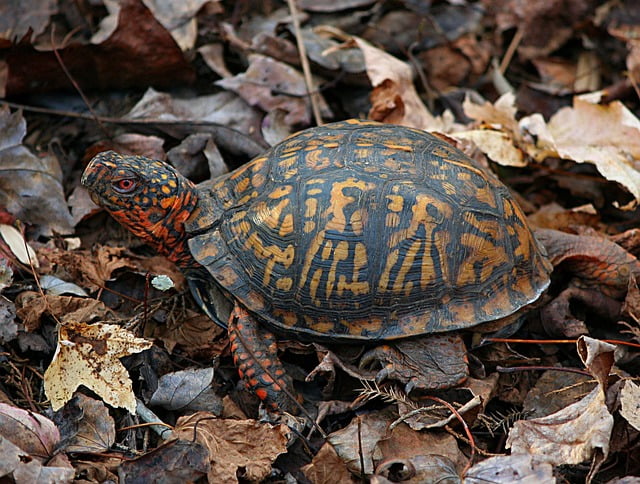 Can Tortoises Eat Pumpkin Seeds