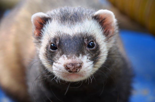 Can Ferrets Have Apples