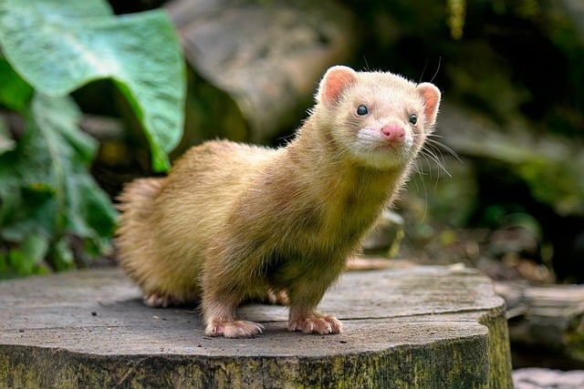 Salmon Oil for Ferrets