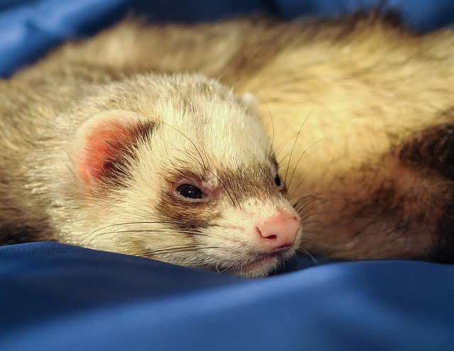 Can Ferrets Eat Raw Chicken