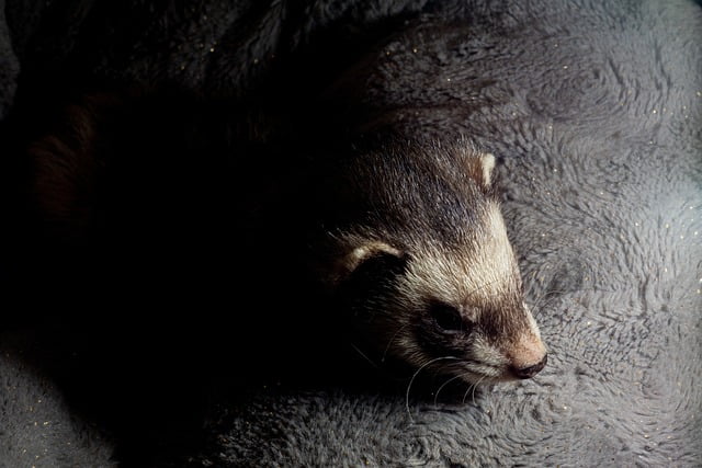 Can Ferrets Eat Scrambled Eggs