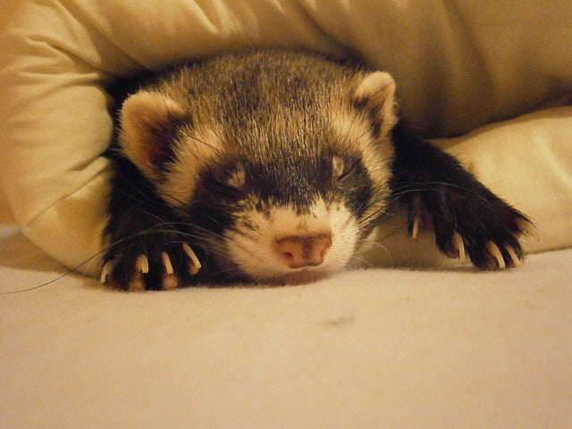 Can Ferrets Eat Turkey