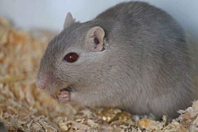 Can Rats Eat Tuna