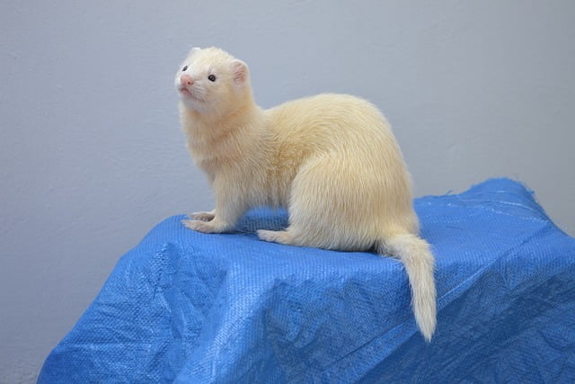 Can Ferrets Eat Scrambled Eggs