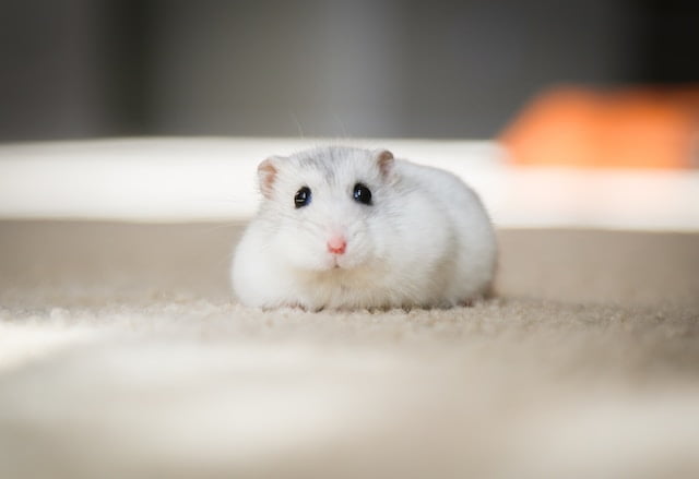 Can Rats Eat Ferret Food