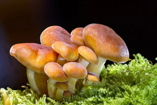 Can Rats Eat Mushrooms