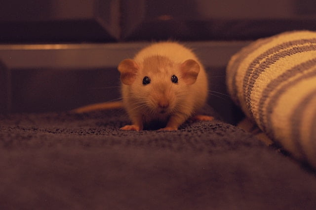 Can Rats Eat Yogurt