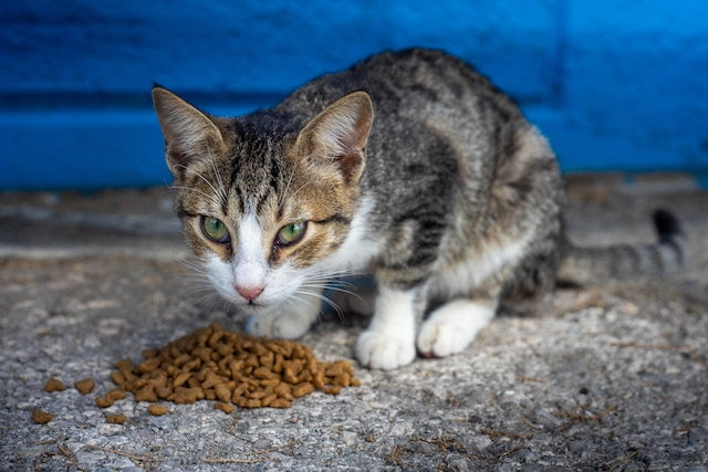 Can Cats Eat Ferret Food
