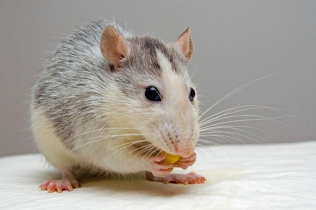 Can Rats Eat Chia Seeds